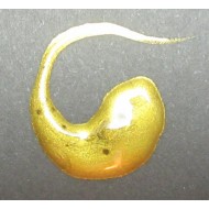 DM181 Regency Gold